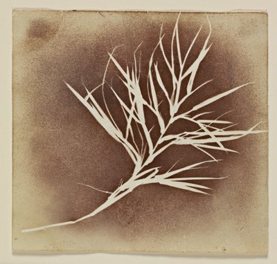 Photogenic Drawing of a Plant by William Henry Fox Talbot